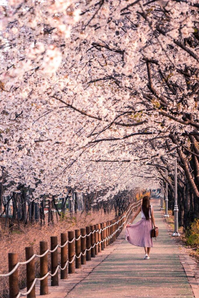 A woman walks under cherry blossoms in full bloom on a spring day in Seoul.